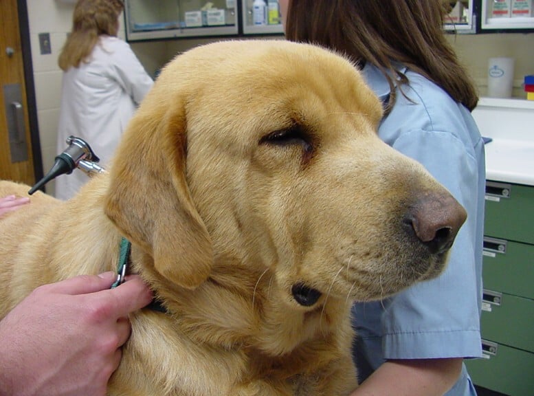 hypothyroidism in dogs and behavior