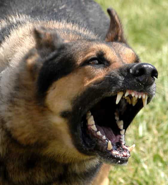 Dog's behavior and aggression